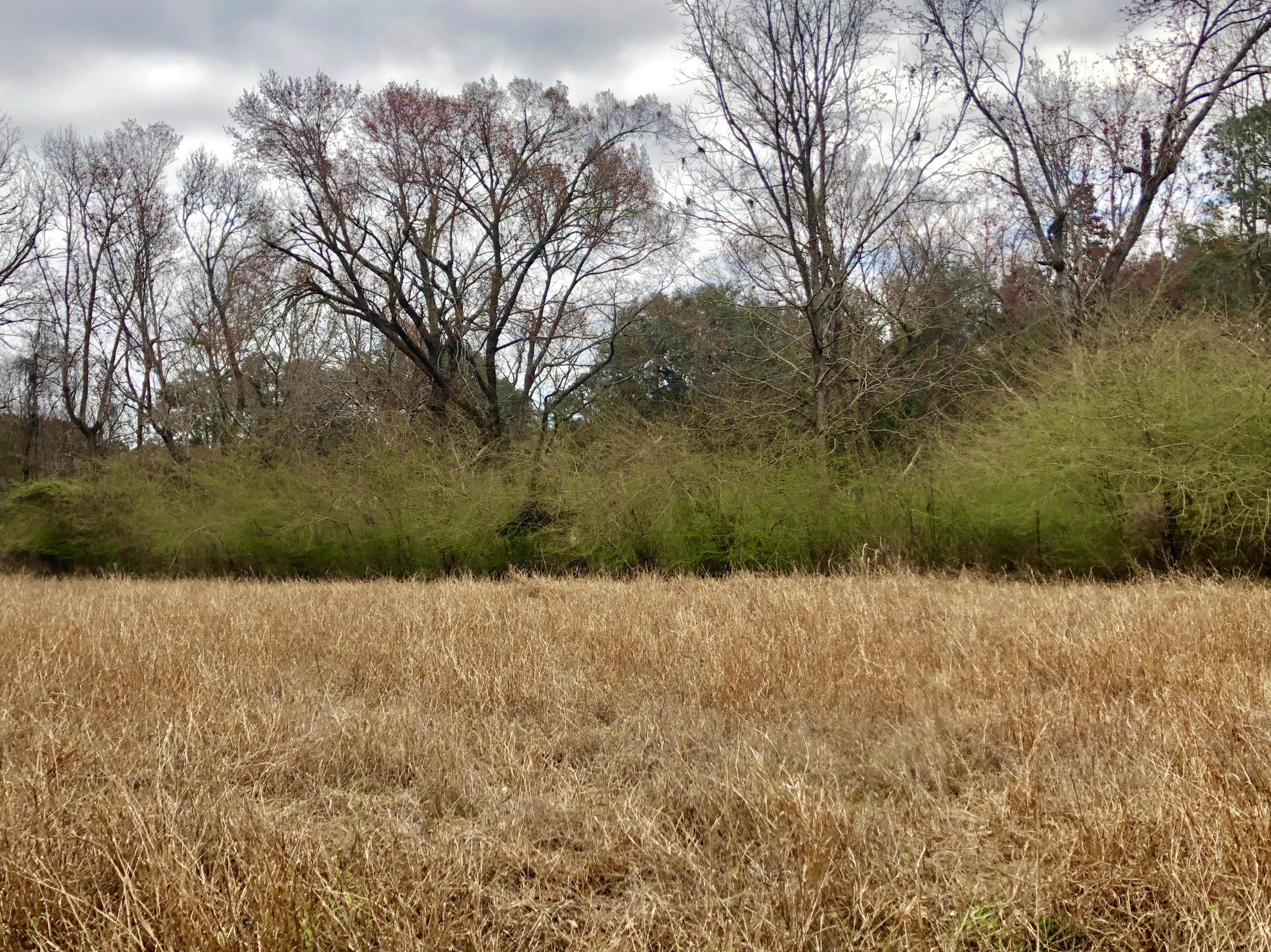 Perfect homesite by the majestic oaks