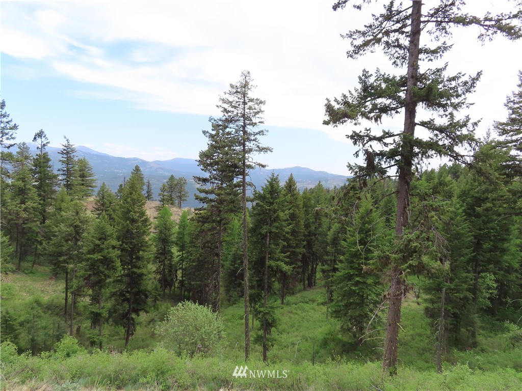 a view of a lush green forest with trees