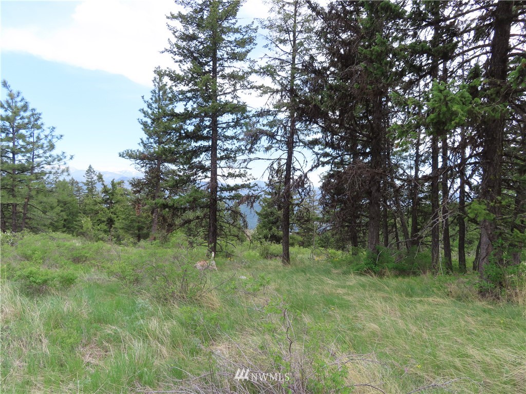 -tbd Tbd Stacy Road Republic, WA 99166 - Photo 13 of 33 a big yard with lots of green space and deers