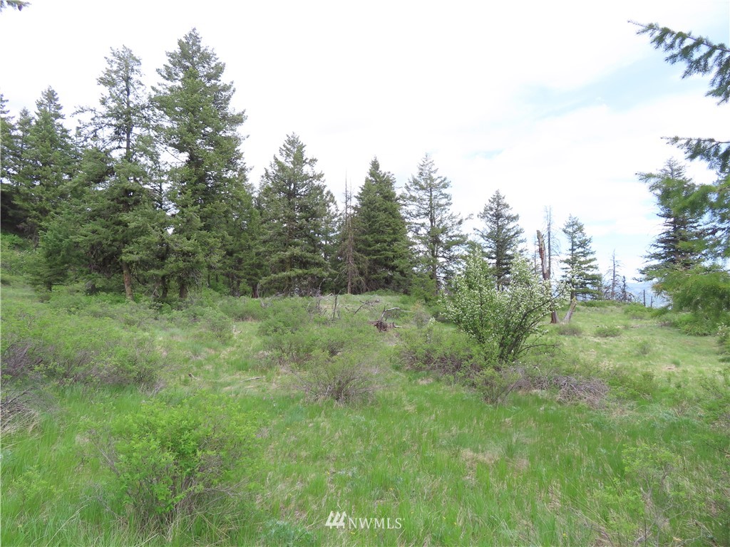 -tbd Tbd Stacy Road Republic, WA 99166 - Photo 18 of 33 a view of a lush green forest with lots of trees