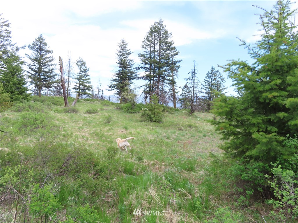 -tbd Tbd Stacy Road Republic, WA 99166 - Photo 19 of 33 a view of a lush green space