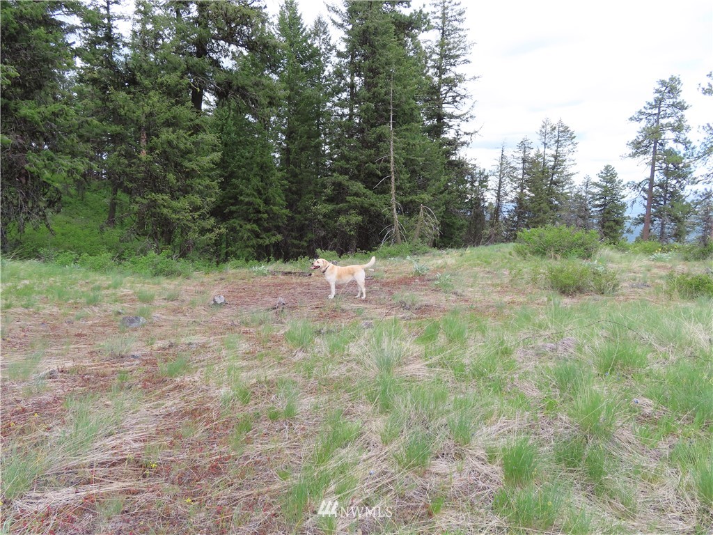 -tbd Tbd Stacy Road Republic, WA 99166 - Photo 23 of 33 a view of outdoor space with trees all around