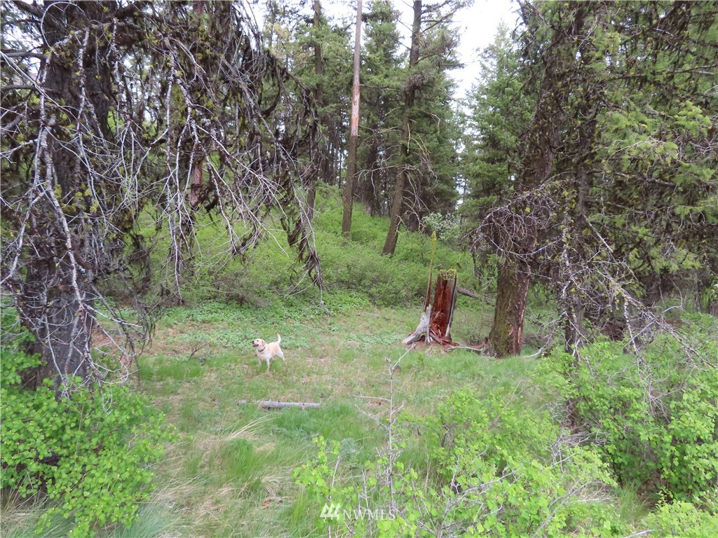 -tbd Tbd Stacy Road Republic, WA 99166 - Photo 24 of 33 a view of outdoor space with trees