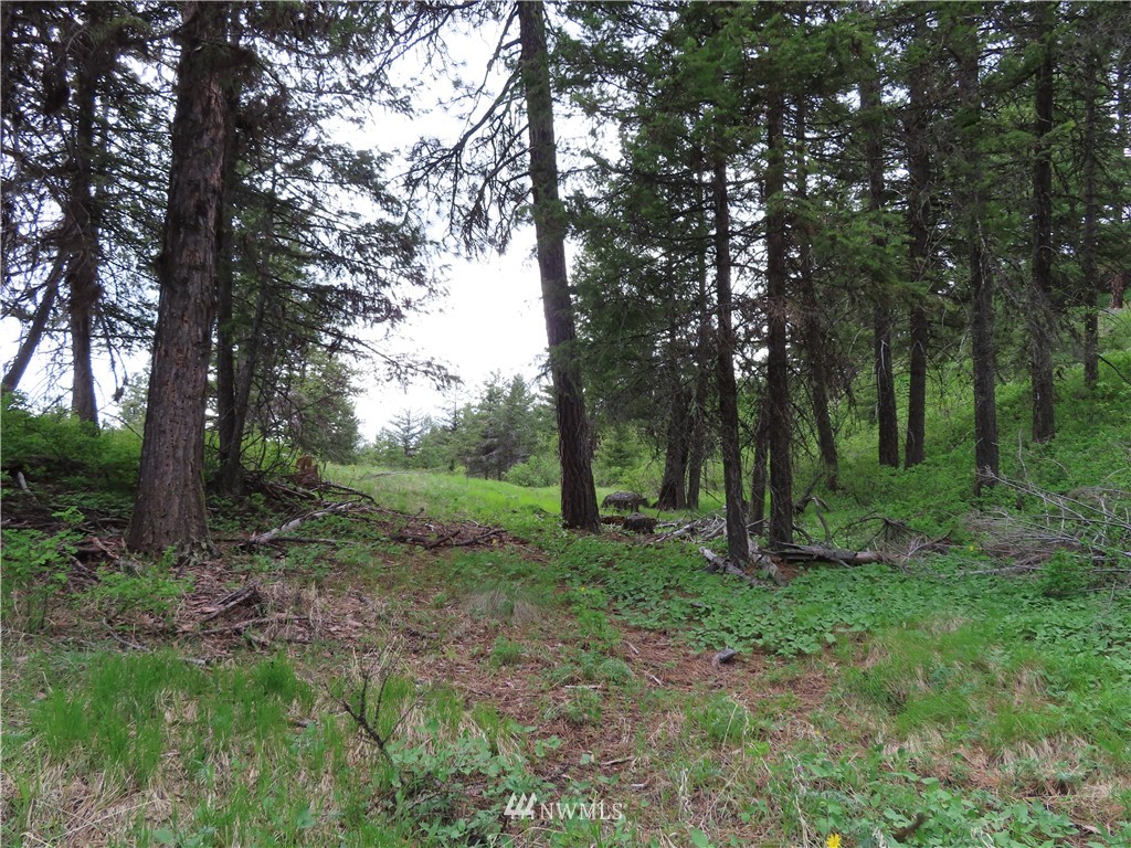 -tbd Tbd Stacy Road Republic, WA 99166 - Photo 25 of 33 a view of a forest with trees in the background