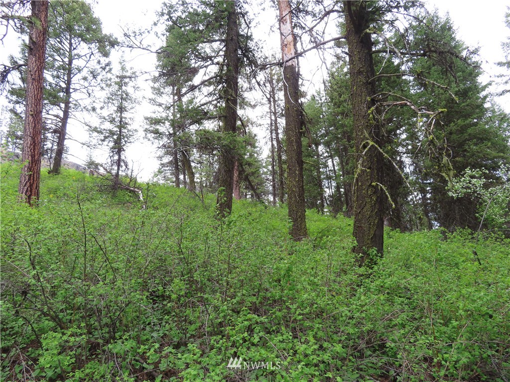 -tbd Tbd Stacy Road Republic, WA 99166 - Photo 26 of 33 a big yard with lots of green space and deers