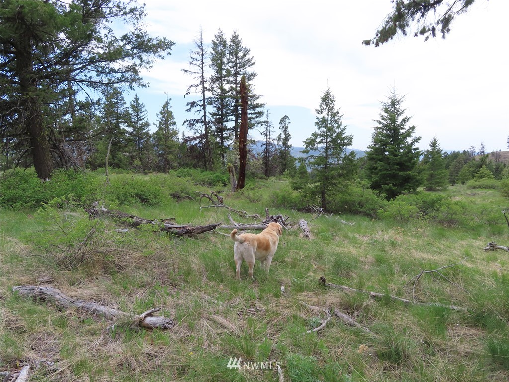 -tbd Tbd Stacy Road Republic, WA 99166 - Photo 27 of 33 a view of a forest with a tree