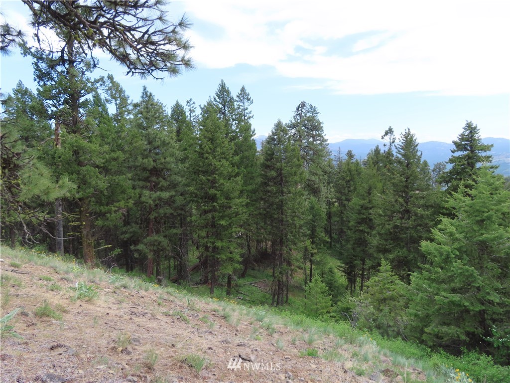 -tbd Tbd Stacy Road Republic, WA 99166 - Photo 30 of 33 a view of a forest with trees in the background