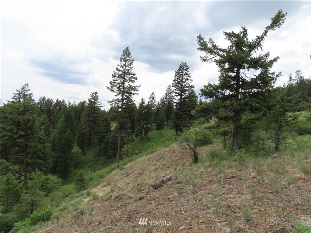 -tbd Tbd Stacy Road Republic, WA 99166 - Photo 31 of 33 a view of a forest with a tree