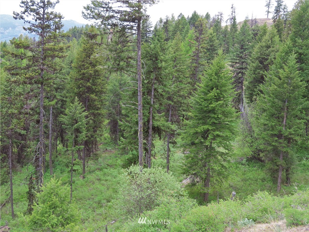 -tbd Tbd Stacy Road Republic, WA 99166 - Photo 5 of 33 a view of a lush green forest