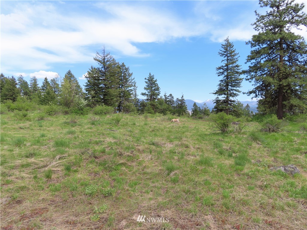 -tbd Tbd Stacy Road Republic, WA 99166 - Photo 6 of 33 a view of a big yard with plants and large trees