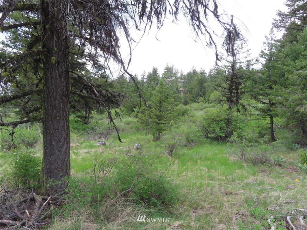 -tbd Tbd Stacy Road Republic, WA 99166 - Photo 7 of 33 a view of a lush green forest
