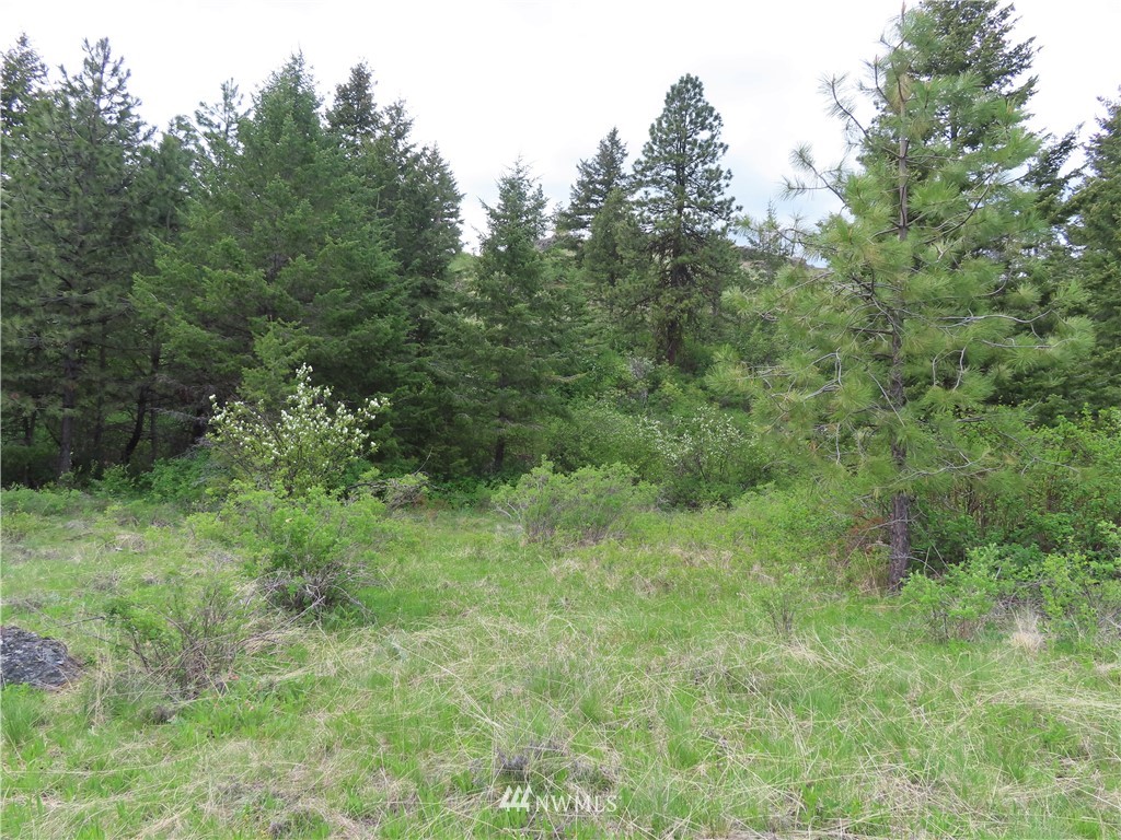 -tbd Tbd Stacy Road Republic, WA 99166 - Photo 8 of 33 a view of a lush green forest with large trees