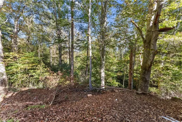 a view of a forest with trees
