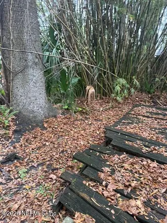 a view of a yard with plants and large trees