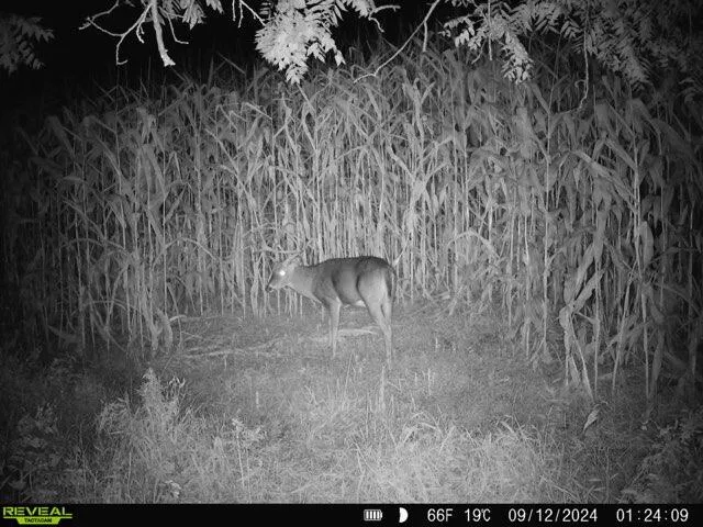 $239,900 | Lot 3 Lucky Lane, Eastman, WI 54626