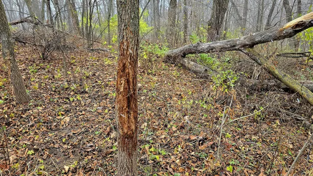 $239,900 | Lot 3 Lucky Lane, Eastman, WI 54626