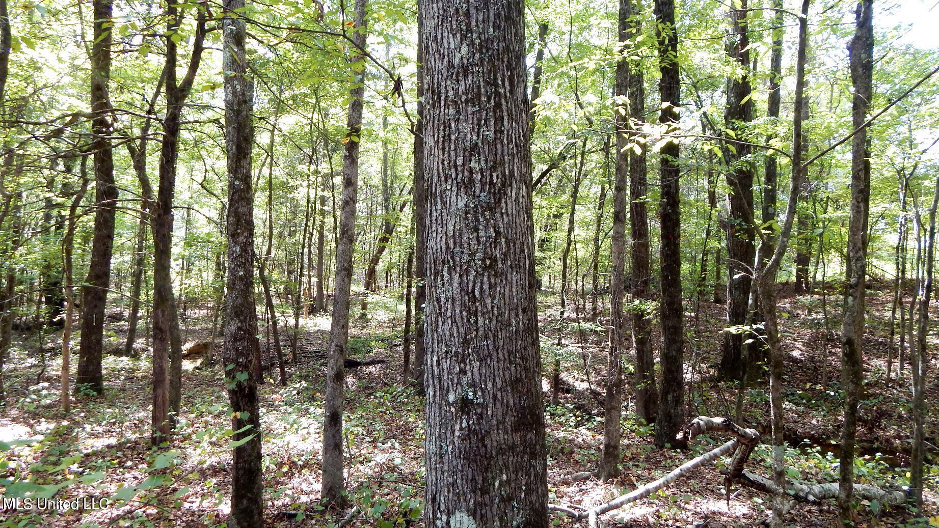 525 Franklin Road Batesville, MS 38606 - Photo 11 of 25 DSCN5803