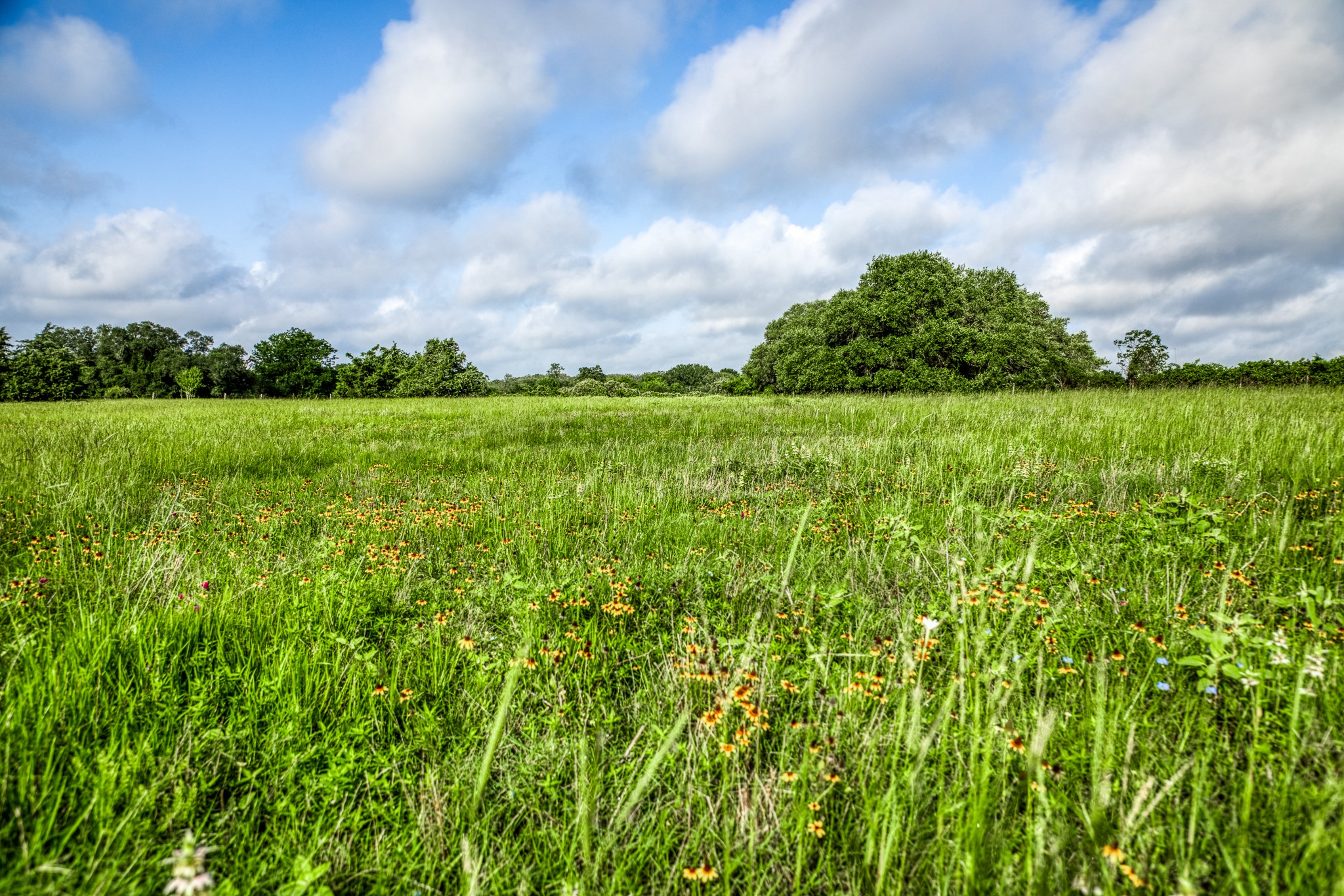 7 South Nassau Road Round Top, TX 78954 - Photo 13 of 23 a view of a green field with plants and a large tree
