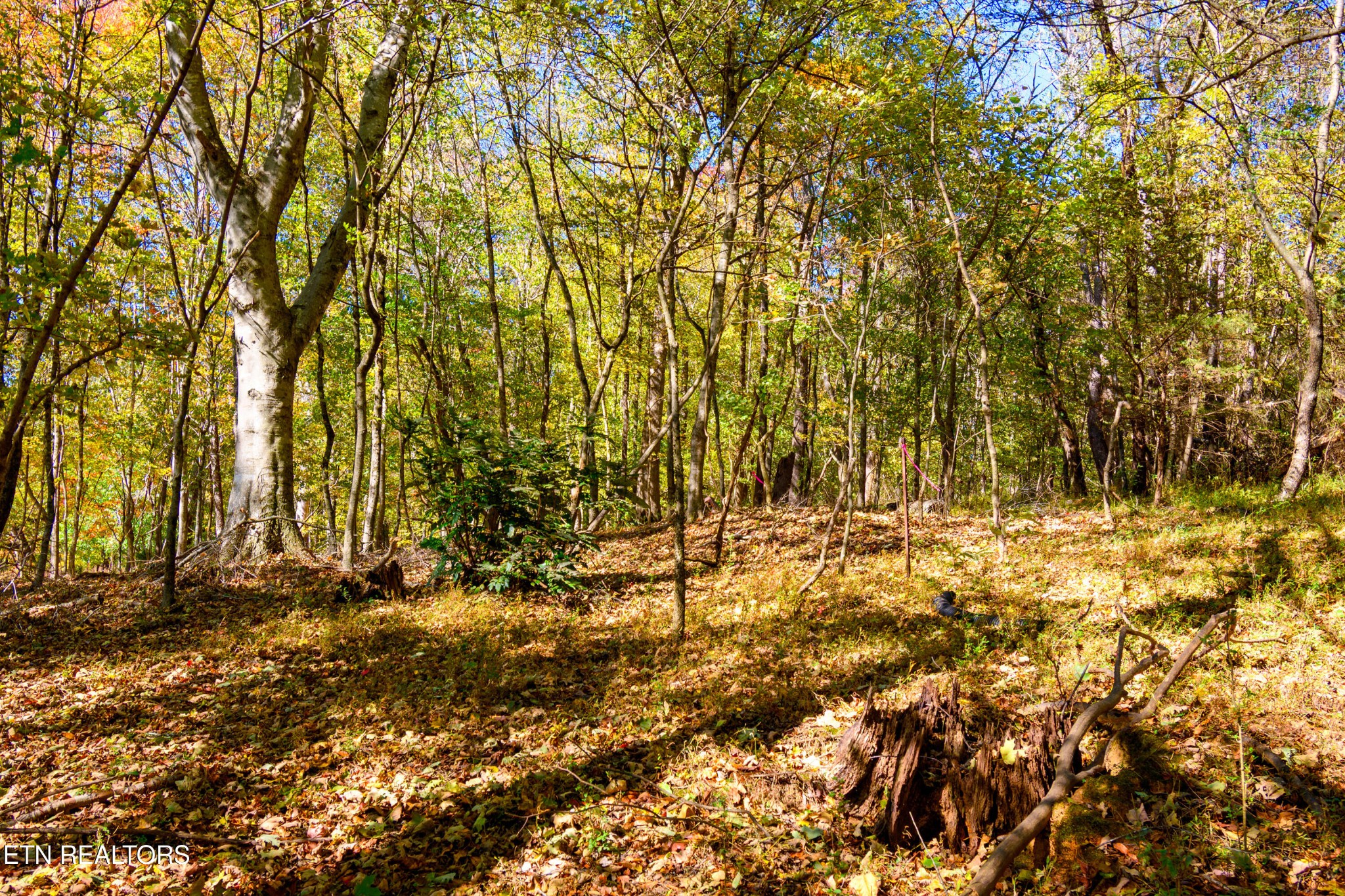 2 Beard Road Strawberry Plains, TN 37871 - Photo 10 of 23 Gallery Image 10