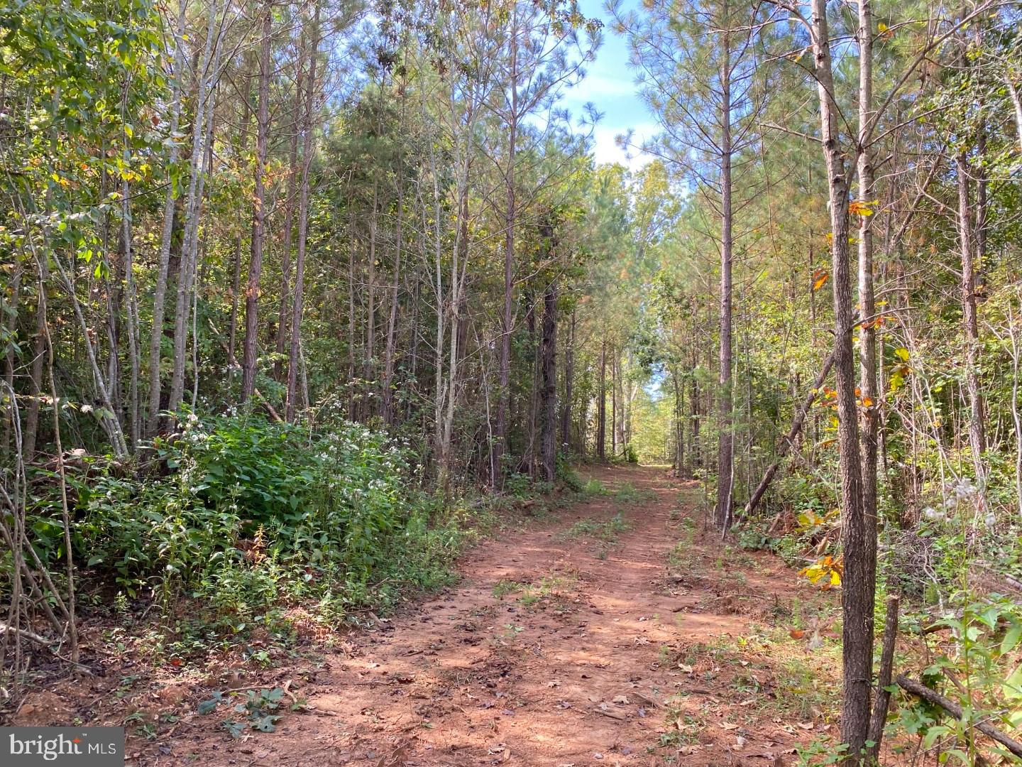 684 Squirrel Hollow Road Alberta, VA 23821 - Photo 8 of 43 Serene woodland path inviting exploration.