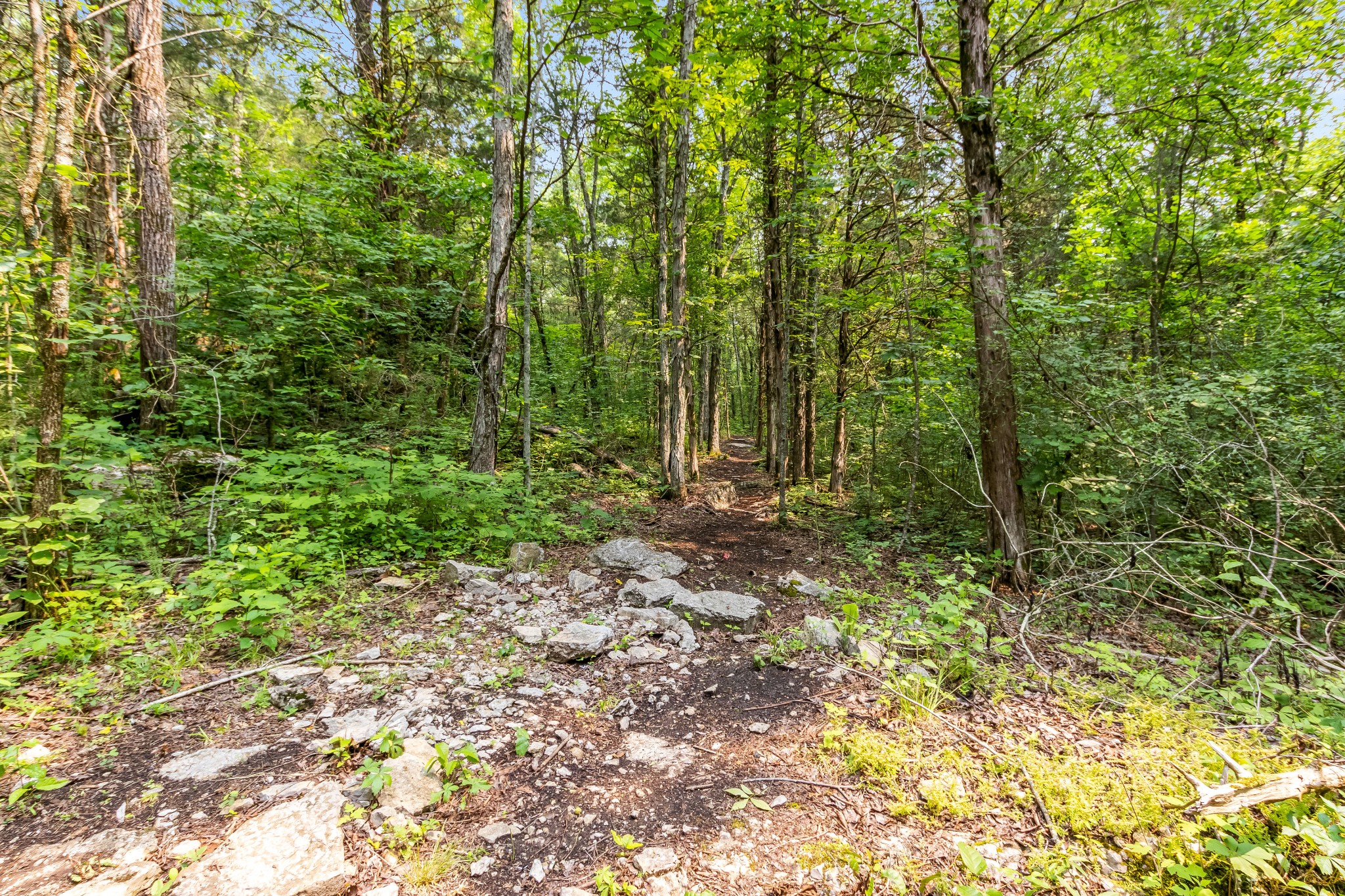 1049 Oregon Road Lascassas, TN 37085 - Photo 16 of 100 a view of outdoor space and trees