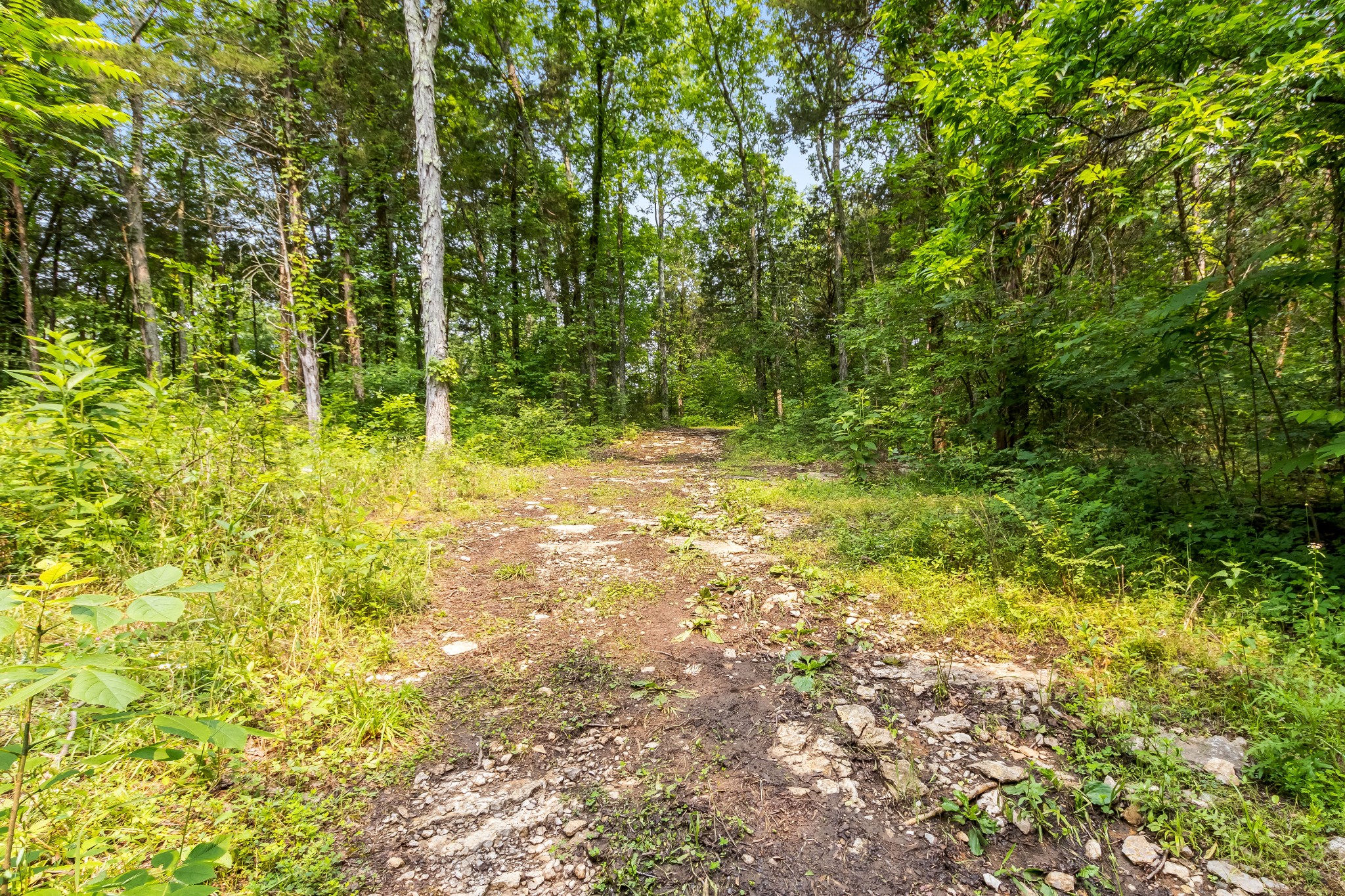 1049 Oregon Road Lascassas, TN 37085 - Photo 17 of 100 a view of a yard with plants and large trees