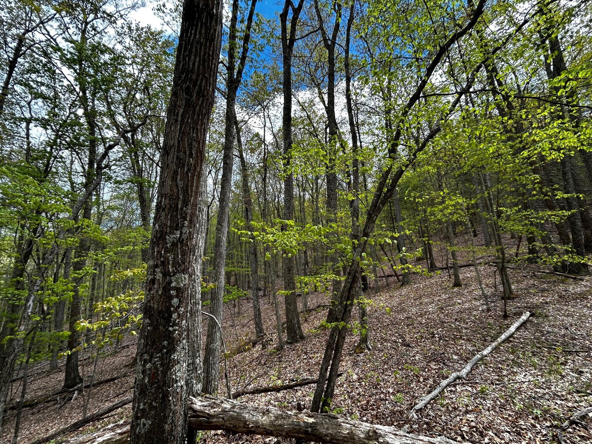 Wolf Hills Road Gap Mills, WV 24941 - Photo 7 of 15 Gallery Image 7