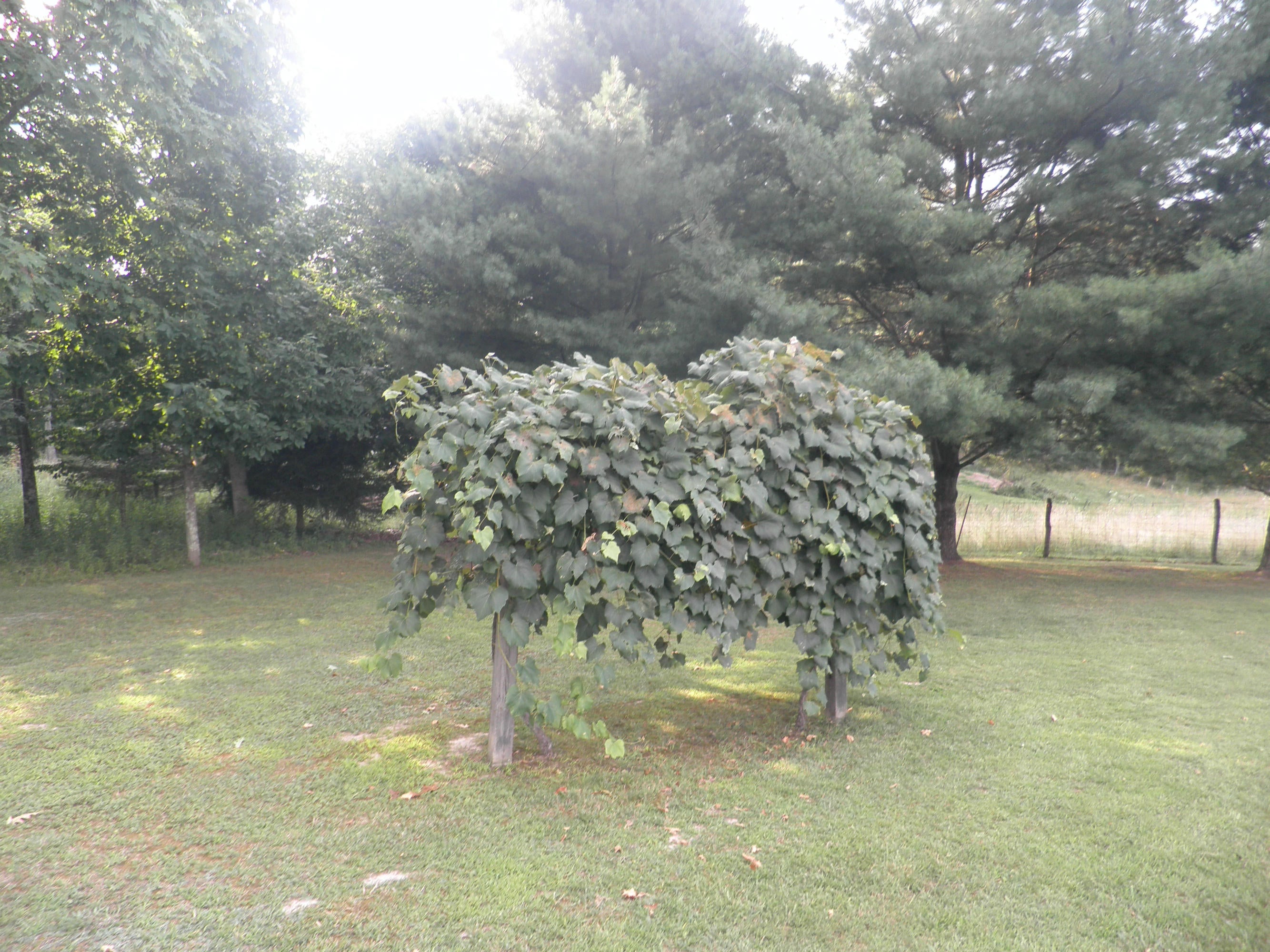 291 Henson Road Lewisburg, WV 24901 - Photo 9 of 21 Gallery Image 9