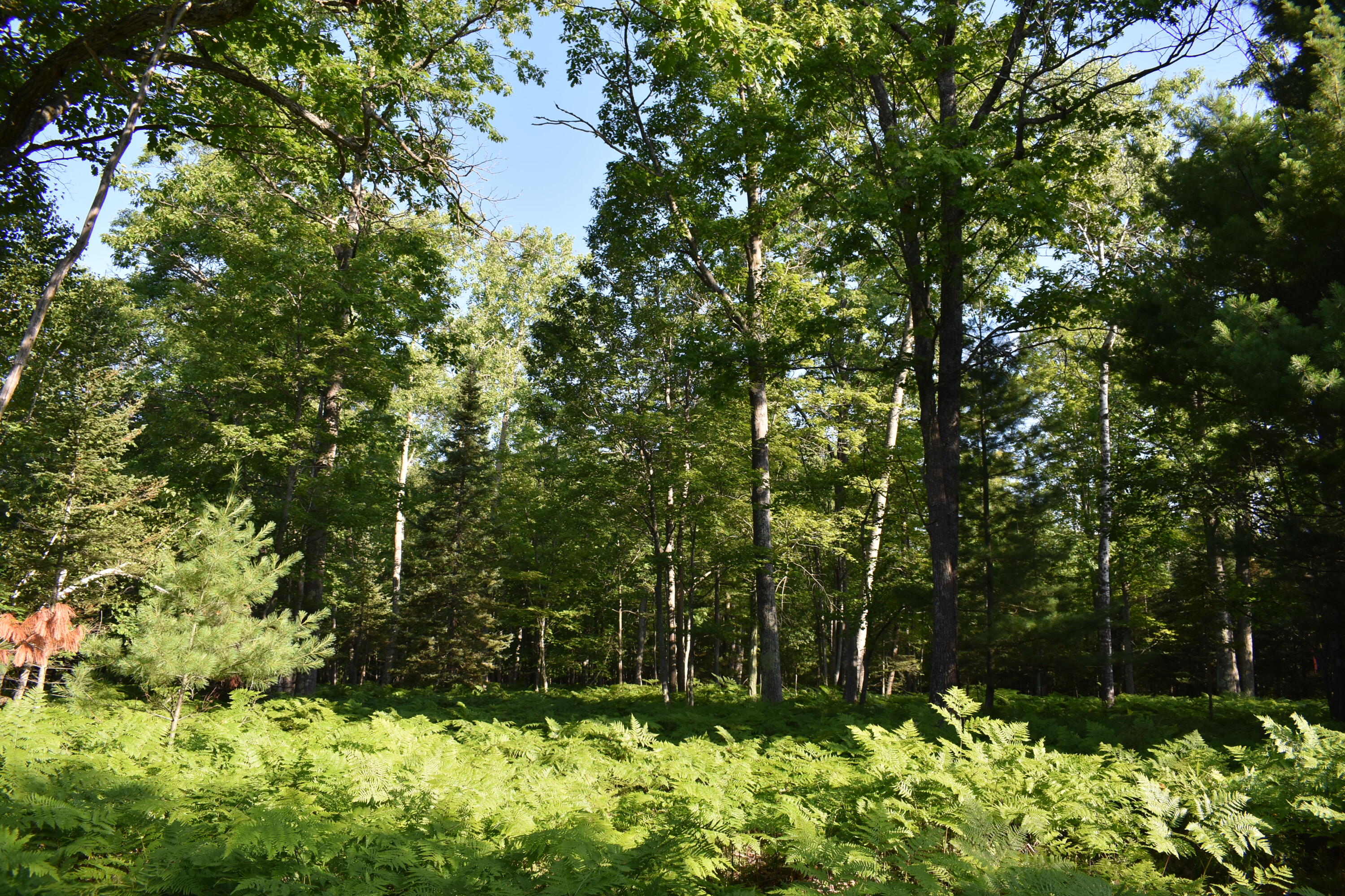 4511 Dangler Road Onaway, MI 49765 - Photo 20 of 23 Gallery Image 20