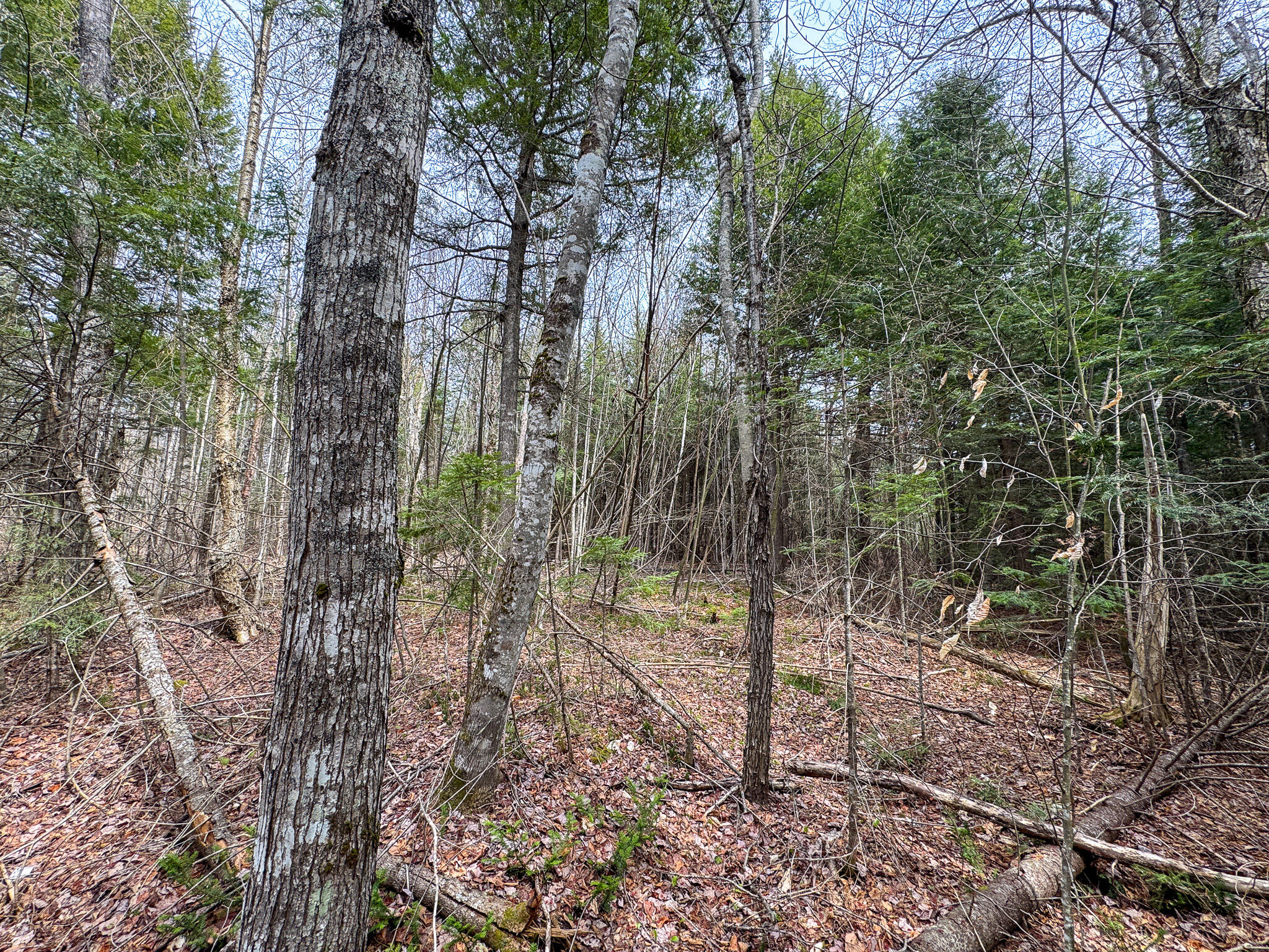 Lot 25 Woodland Ridge Road Danforth, ME 04424 - Photo 11 of 19