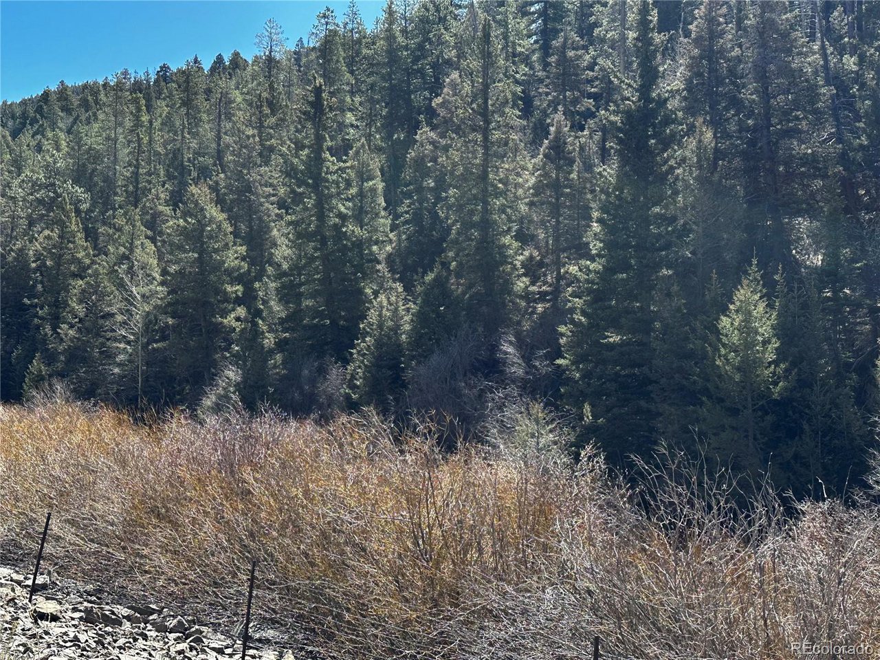 223 Hwy 160 Fort Fort Garland, CO 81133 - Photo 3 of 12 a view of a forest with a tree