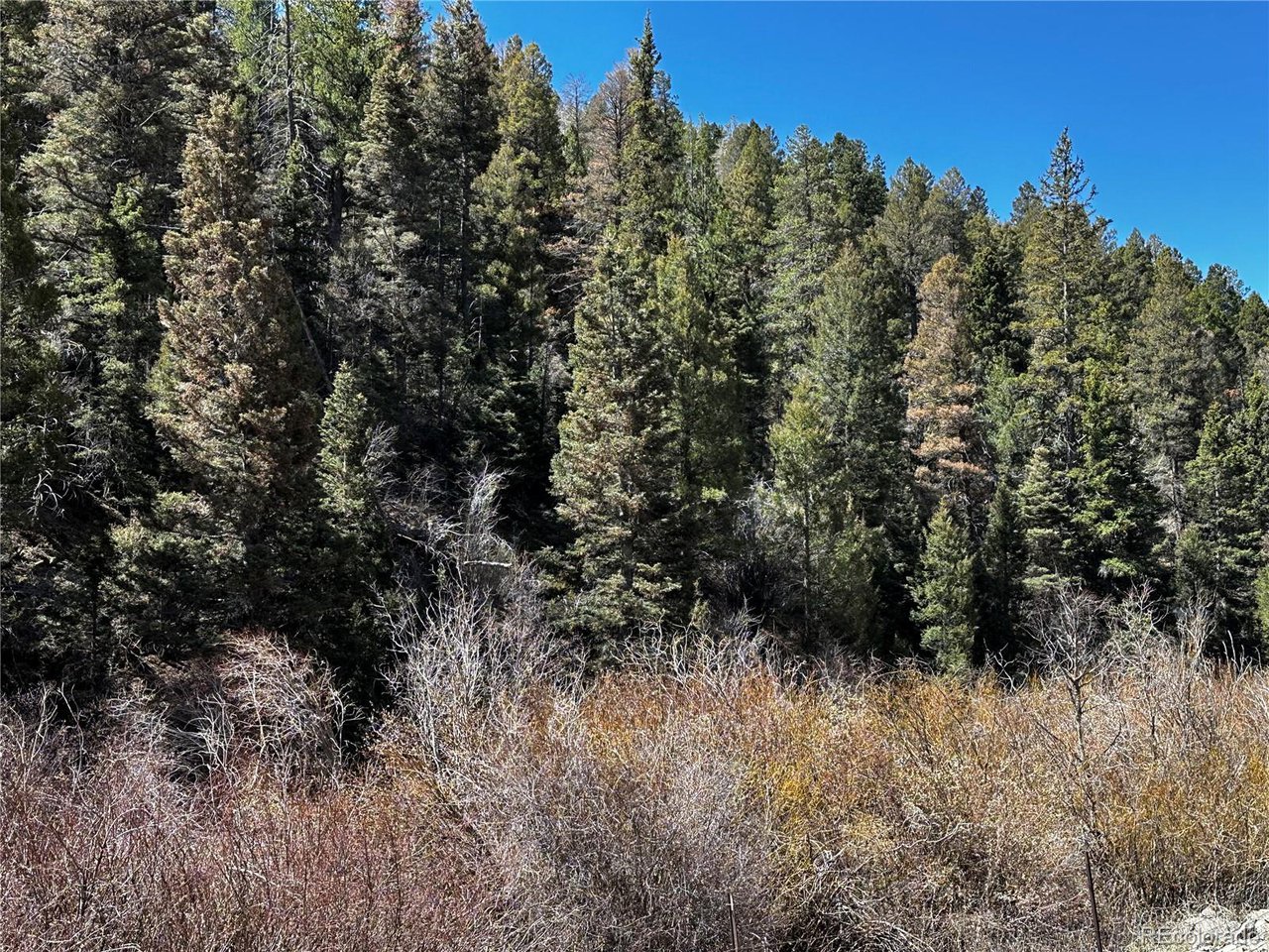 223 Hwy 160 Fort Fort Garland, CO 81133 - Photo 4 of 12 a view of a forest with a tree