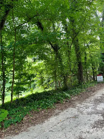 a view of a yard with plants and large trees