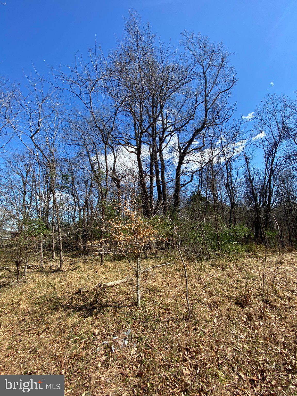 8424 Kilby Road Culpeper, VA 22701 - Photo 11 of 15 Serene woodland under a bright sky.