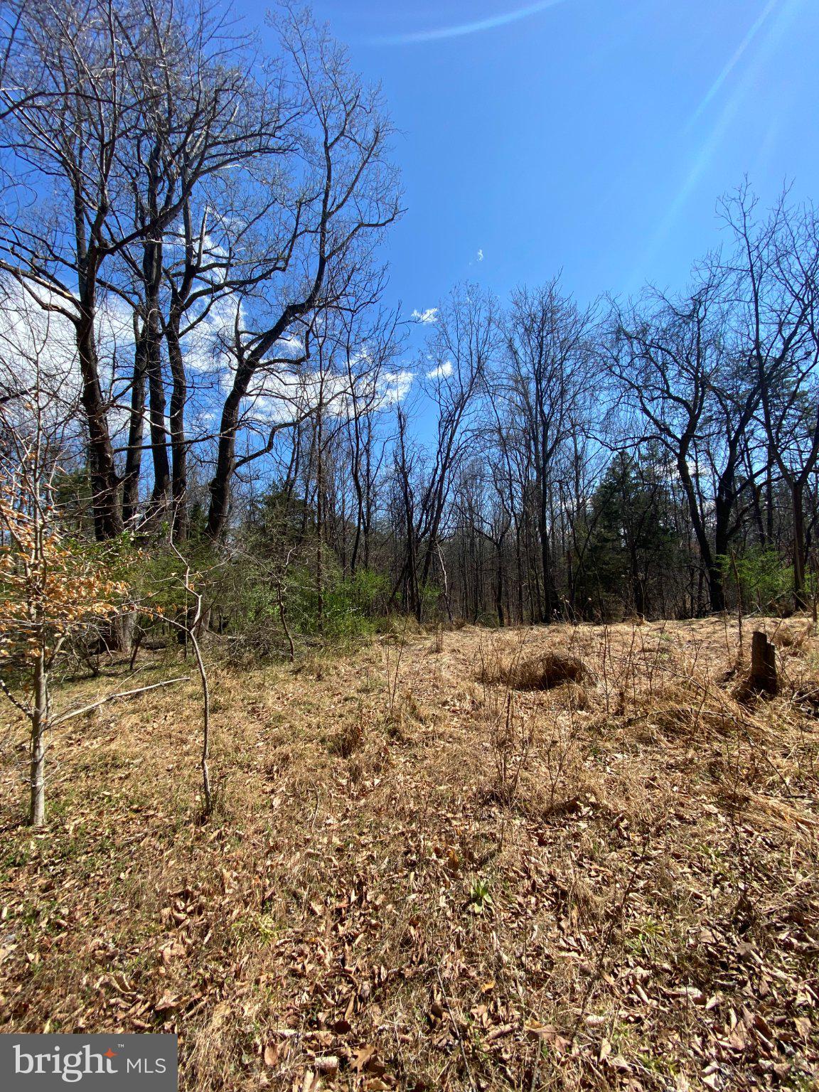 8424 Kilby Road Culpeper, VA 22701 - Photo 12 of 15 Serene woodland under a bright sky.