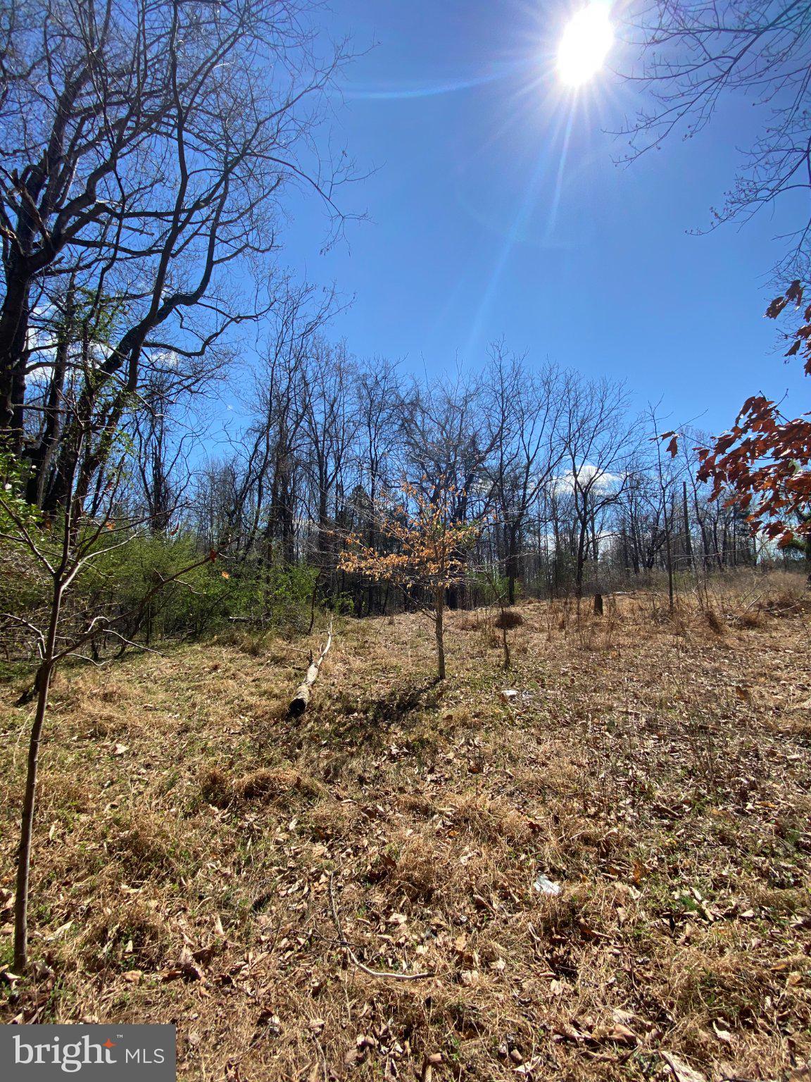8424 Kilby Road Culpeper, VA 22701 - Photo 13 of 15 Sunlit clearing in tranquil woods.