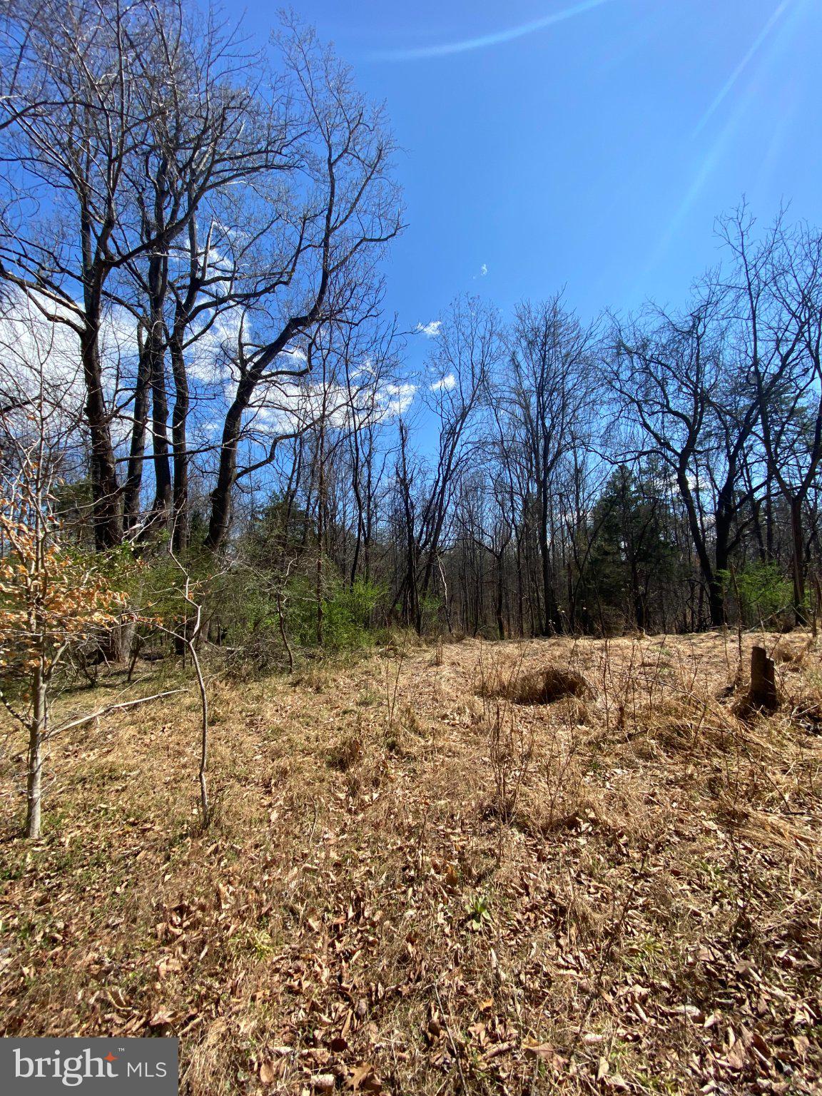 8424 Kilby Road Culpeper, VA 22701 - Photo 14 of 15 Serene woodland under a bright sky.