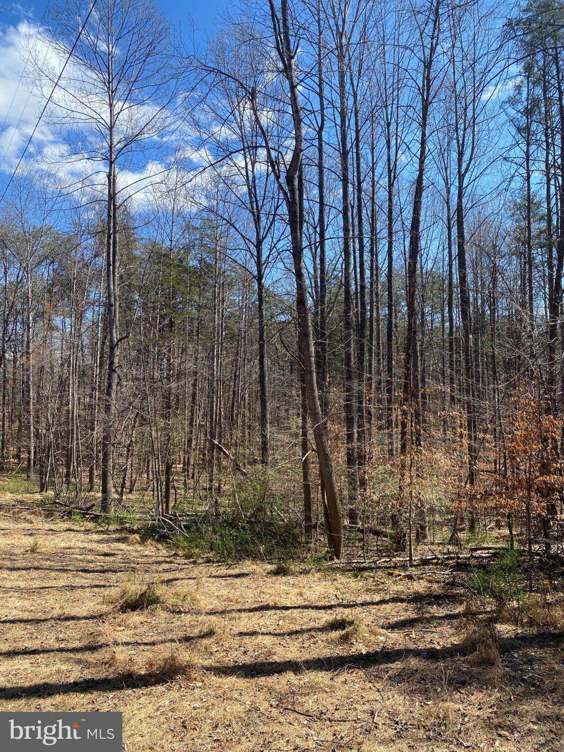 8424 Kilby Road Culpeper, VA 22701 - Photo 5 of 15 Whispers of a tranquil forest