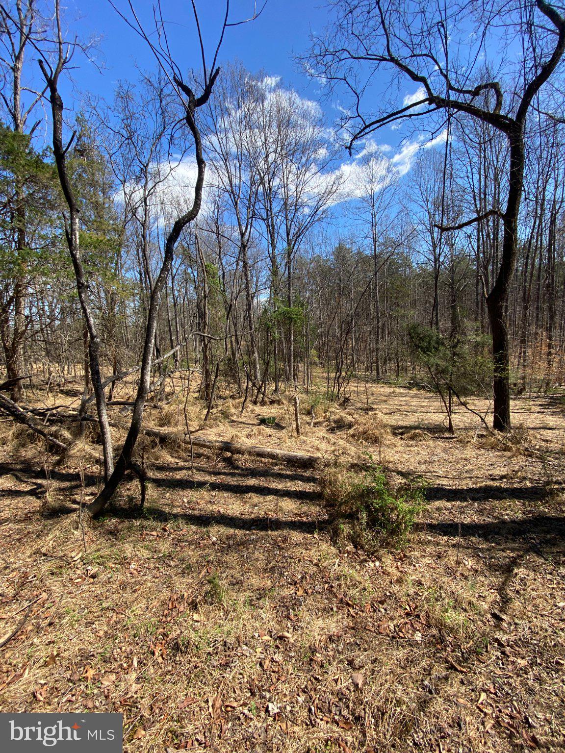 8424 Kilby Road Culpeper, VA 22701 - Photo 8 of 15 Serene woodland under a bright sky.