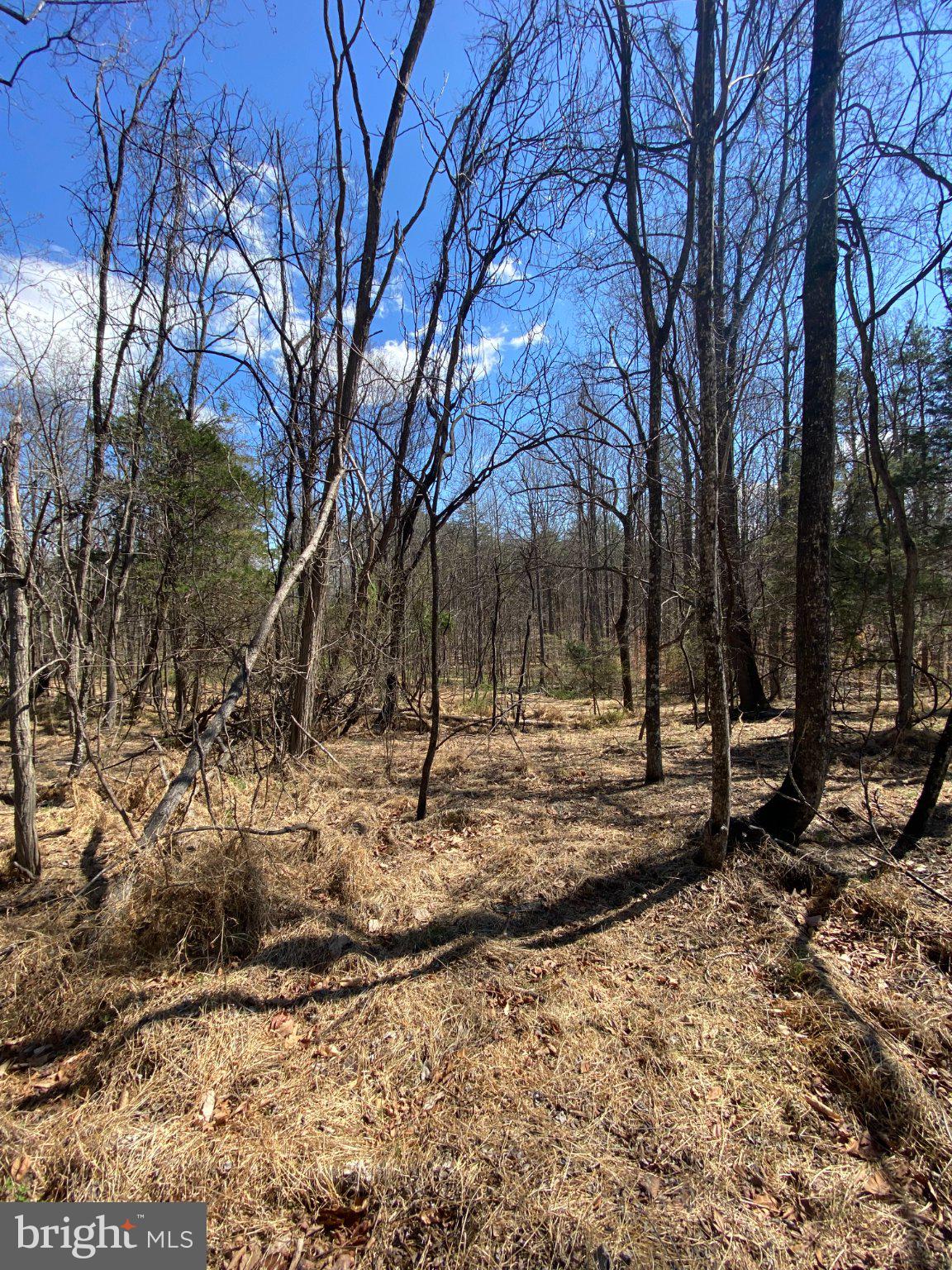 8424 Kilby Road Culpeper, VA 22701 - Photo 9 of 15 Serene woodland under a bright sky.