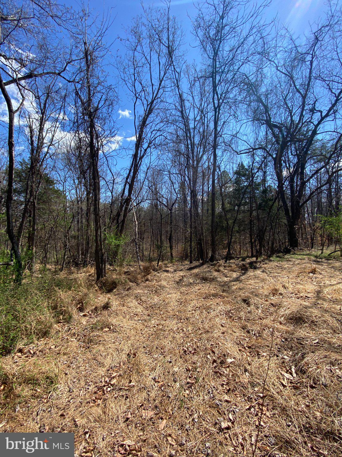 8424 Kilby Road Culpeper, VA 22701 - Photo 10 of 15 Serene woodland path awaits exploration.