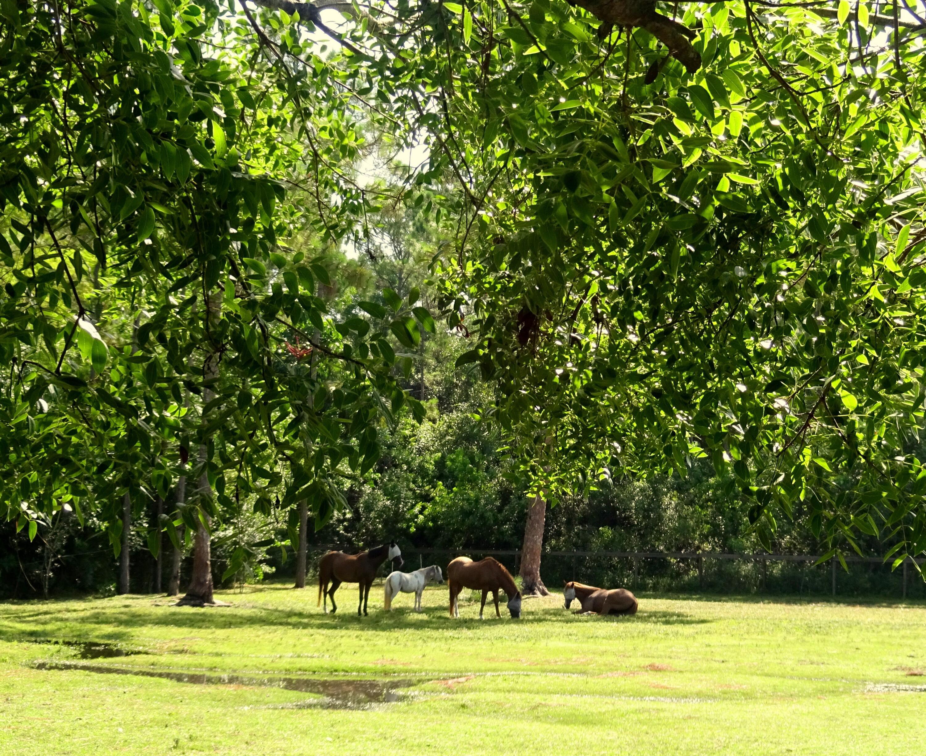 15531 42nd Road North Loxahatchee Groves, FL 33470 - Photo 37 of 62 DSC00412-001