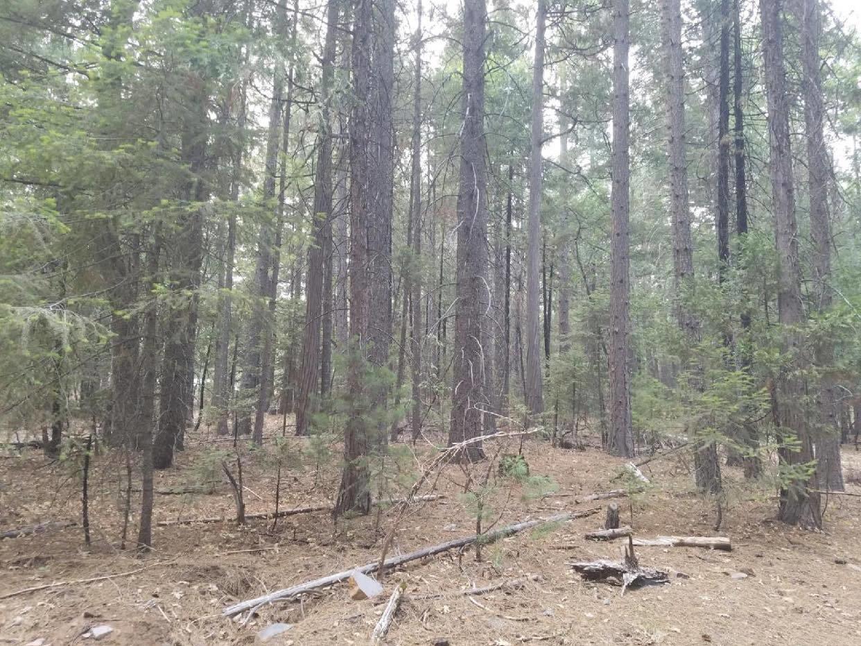 0 Smith Logging Road Whitmore, CA 96096 - Photo 12 of 28 a view of a backyard with trees