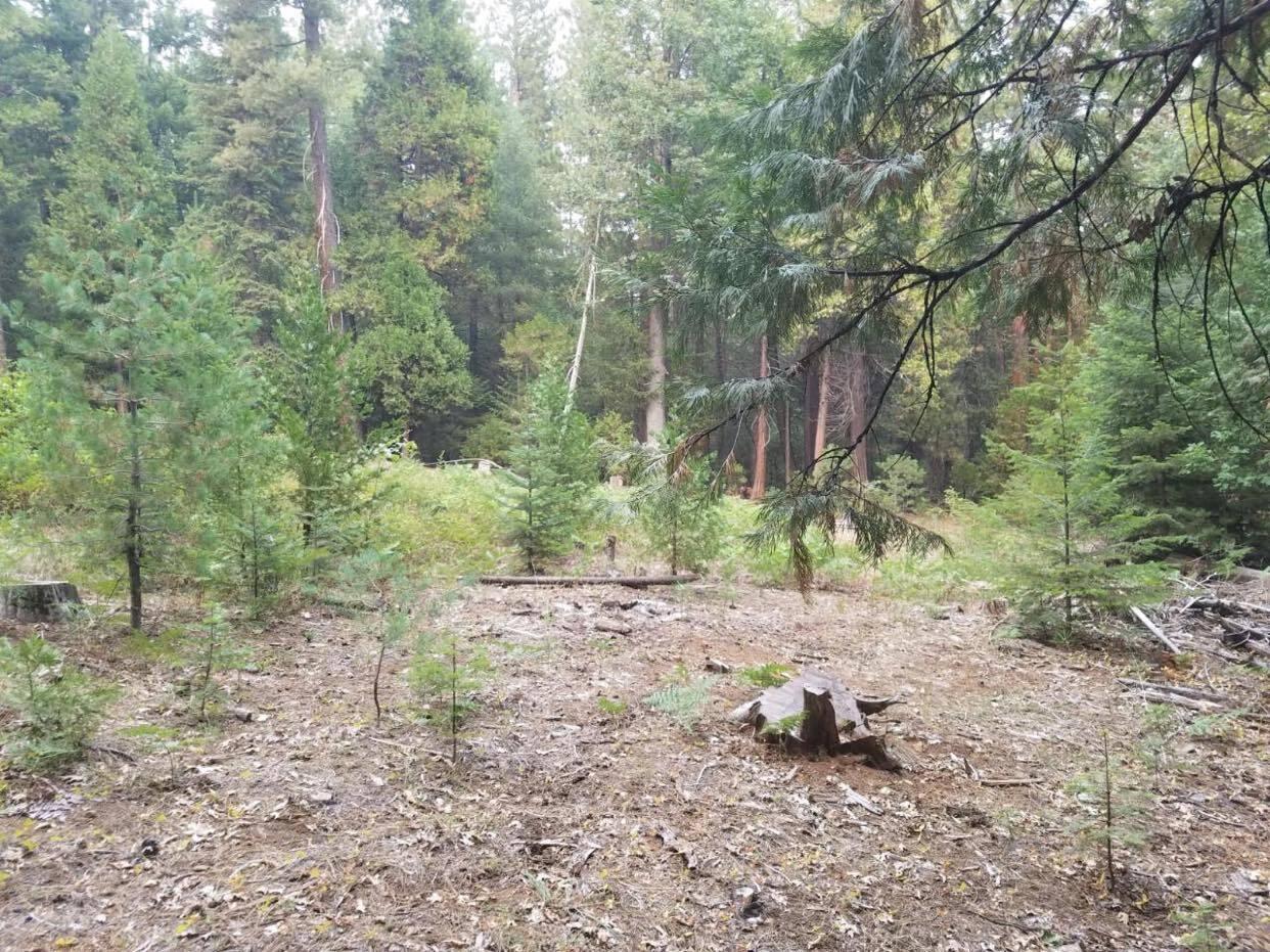 0 Smith Logging Road Whitmore, CA 96096 - Photo 13 of 28 a view of a forest with trees