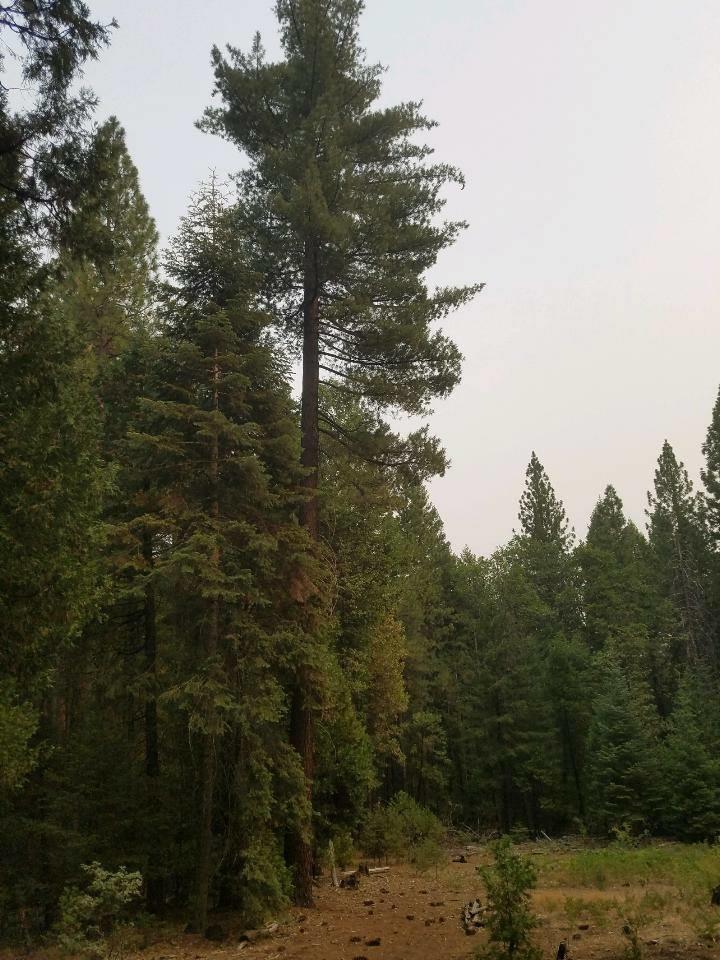 0 Smith Logging Road Whitmore, CA 96096 - Photo 14 of 28 a view of a forest with a tree