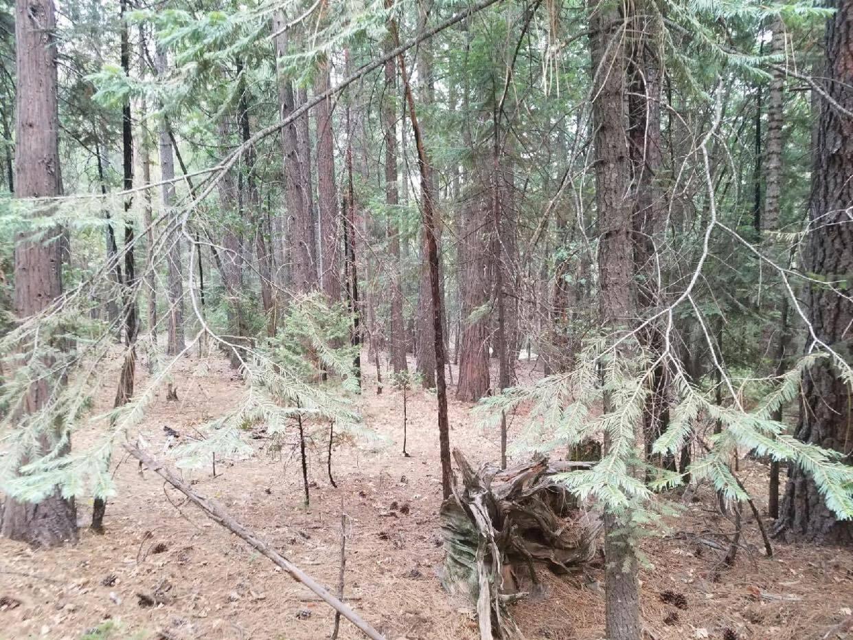 0 Smith Logging Road Whitmore, CA 96096 - Photo 15 of 28 a backyard of a house with lots of green space