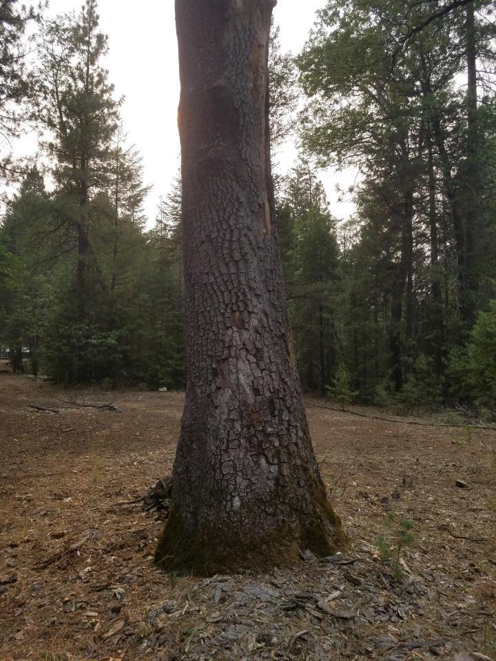 0 Smith Logging Road Whitmore, CA 96096 - Photo 20 of 28 a view of a yard