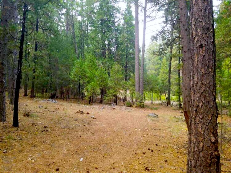0 Smith Logging Road Whitmore, CA 96096 - Photo 2 of 28 a backyard of a house with large trees
