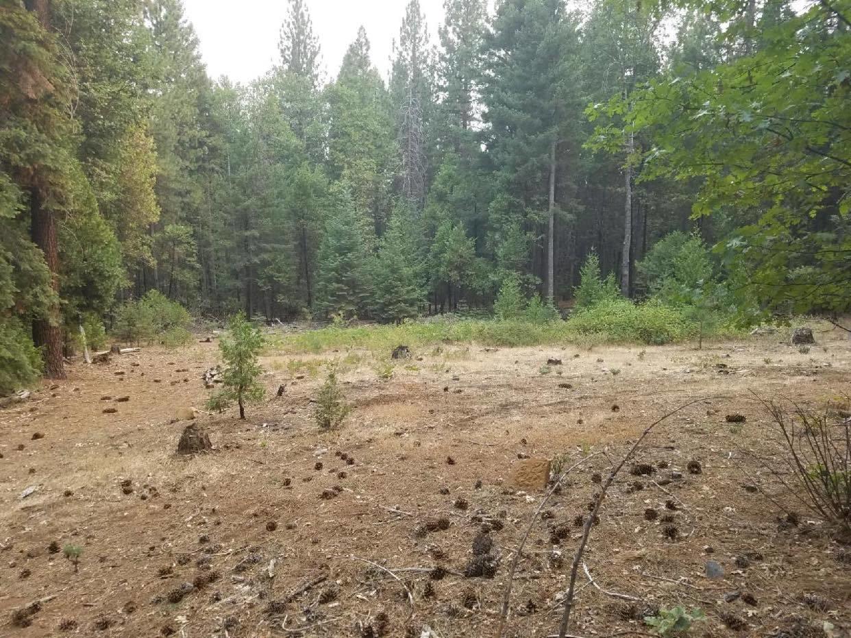 0 Smith Logging Road Whitmore, CA 96096 - Photo 24 of 28 a view of a yard with a tree