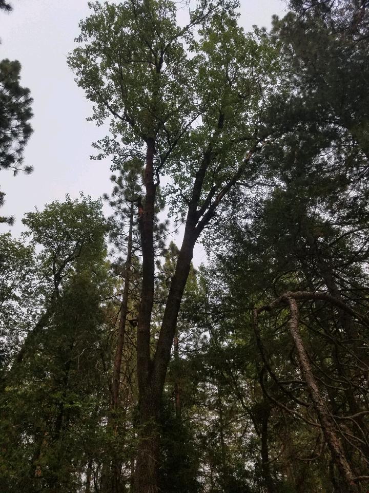 0 Smith Logging Road Whitmore, CA 96096 - Photo 25 of 28 a view of tree